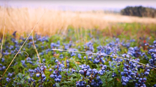 Blueberry field in Nova Scotia
